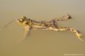 <br><br>Nom anglais : Common toad
<br>La peau du crapaud est verruqueuse. Les doigts des mains ne sont pas palmés, alors que les orteils le sont partiellement.

<br><br>Photo réalisée en France, dans l'Allier (Auvergne)
<br><br> Crapaud commun
Bufo bufo
Common toad
Auvergne
Allier
verrues
verruqueuse
peau 